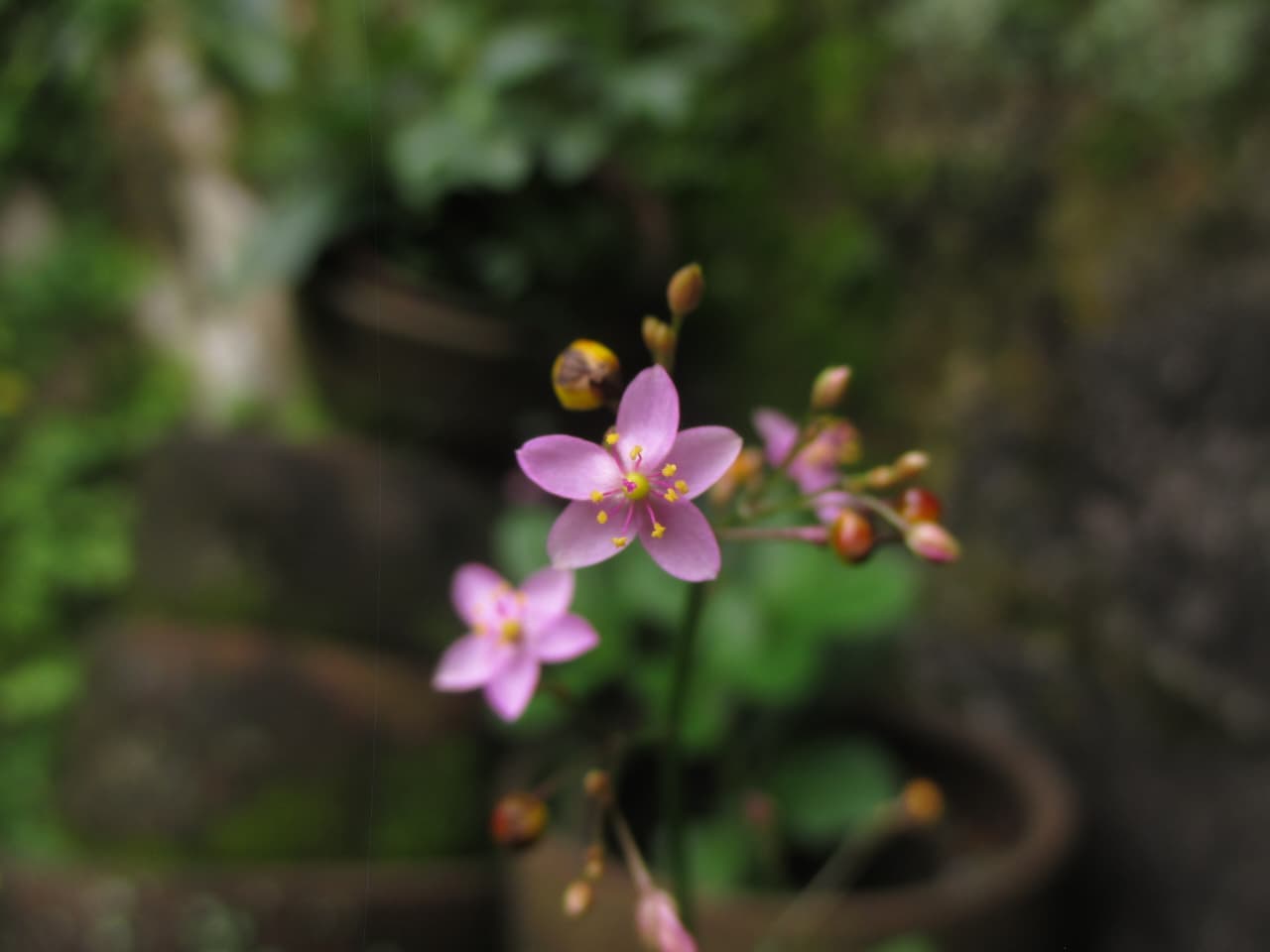The Garden Flower