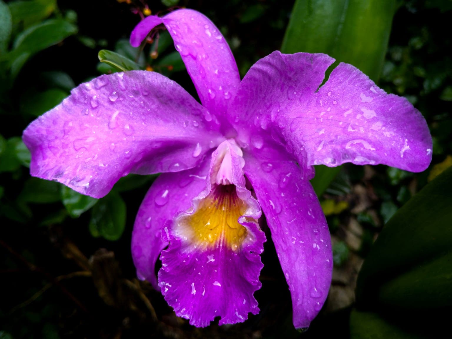 The Orchids